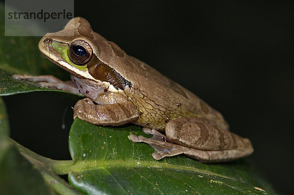 Tropisch  Tropen  subtropisch  Baum  grün  Tier  ungestüm  Amphibie  Frosch  Punkt  braun  Costa Rica  Wildtier