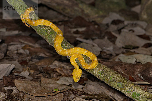Waage - Messgerät  Gefahr  Tier  Wildtier  Natur  Reptilie  Schlange  Gift  Regenwald  Costa Rica  Natter