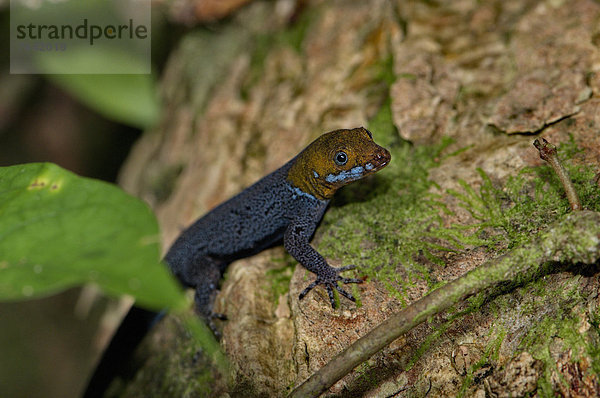 Waage - Messgerät  Tropisch  Tropen  subtropisch  Tier  blau  Ansicht  Reptilie  Eidechse  türkis  Gelbkopf-Schwarzstärling  Xanthocephalus xanthocephalus  Gecko  Echse  Wildtier