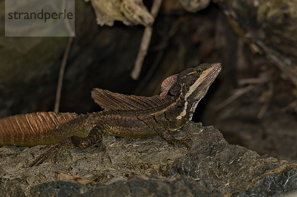Waage - Messgerät  Tier  Wildtier  Natur  Reptilie  Eidechse  braun  Costa Rica  Leguan  Echse  Regenwald