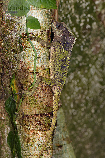 Waage - Messgerät  Tier  Wildtier  Natur  Reptilie  Eidechse  Tarnkleidung  braun  Costa Rica  Leguan  Echse  Regenwald