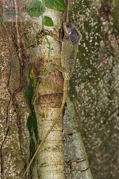 Waage - Messgerät  Tier  Wildtier  Natur  Reptilie  Eidechse  Tarnkleidung  braun  Costa Rica  Leguan  Echse  Regenwald