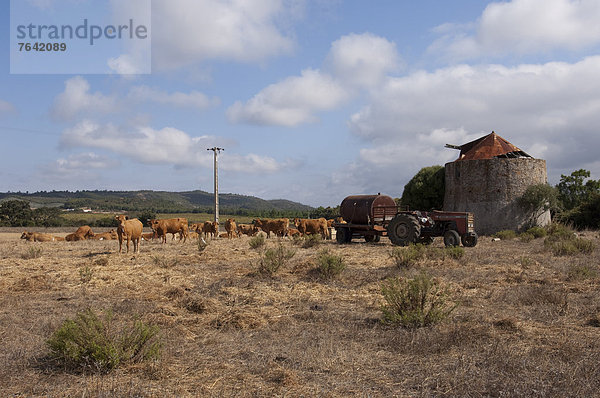 Hausrind  Hausrinder  Kuh  Europa  Landwirtschaft  Ruine  Feld  Algarve  Portugal