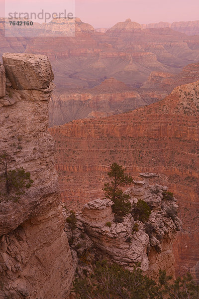Vereinigte Staaten von Amerika  USA  Nationalpark  Landschaft  Amerika  Baum  Steilküste  Wunder  niemand  Natur  Nordamerika  pink  Arizona  Süden  Grand Canyon  UNESCO-Welterbe  South Rim  Williams