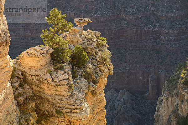 Vereinigte Staaten von Amerika  USA  Nationalpark  Landschaft  Amerika  Wunder  Natur  Nordamerika  Arizona  Süden  Grand Canyon  UNESCO-Welterbe  South Rim  Williams