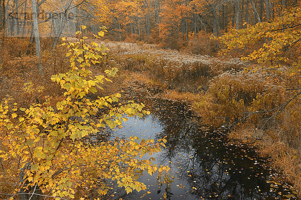Vereinigte Staaten von Amerika USA State Park Provincial Park Wasser Ostküste Amerika niemand Wald Natur Querformat Bach Herbst Nordamerika Laub Manchester New Hampshire