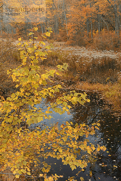 Vereinigte Staaten von Amerika USA State Park Provincial Park Wasser Ostküste Amerika Wald Natur Bach Herbst Nordamerika Laub Manchester New Hampshire
