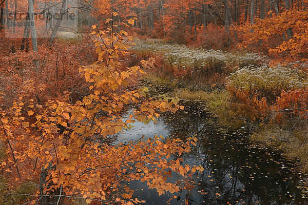 Vereinigte Staaten von Amerika  USA  State Park  Provincial Park  Farbaufnahme  Farbe  Ostküste  Amerika  Wald  Natur  Bach  Herbst  Nordamerika  rot  Laub  Manchester  New Hampshire