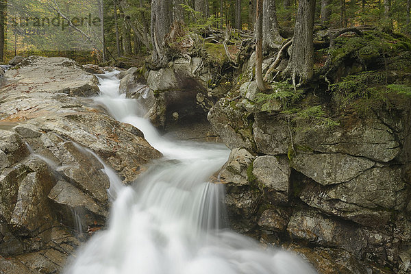 Vereinigte Staaten von Amerika  USA  State Park  Provincial Park  Ostküste  Amerika  Wald  Natur  fließen  ungestüm  Herbst  Nordamerika  Bach  Neuengland  New Hampshire