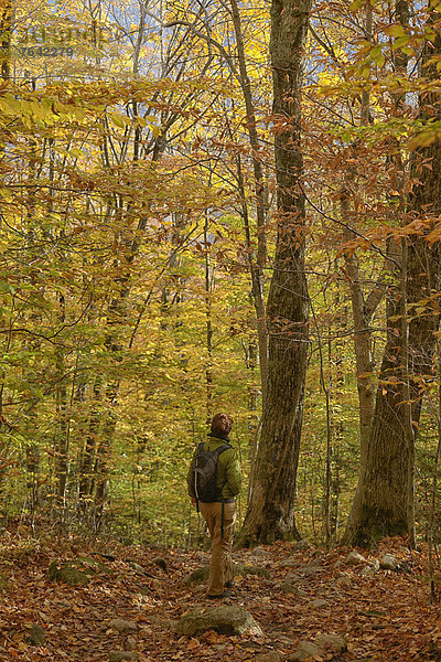 Vereinigte Staaten von Amerika  USA  Hochformat  Frau  Ostküste  Amerika  folgen  Wald  Natur  wandern  Herbst  Nordamerika  Neuengland  Indian Head Cove Caves and Grotto  New Hampshire