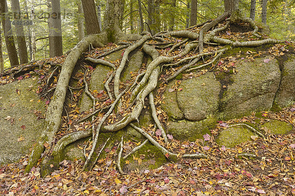 Vereinigte Staaten von Amerika  USA  Laubwald  Ostküste  Amerika  Baum  Wald  Landschaftlich schön  landschaftlich reizvoll  Natur  Nordamerika  Neuengland  Wurzel  New Hampshire