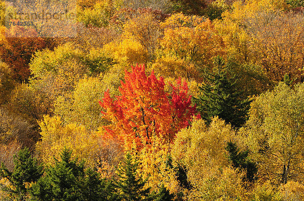 Vereinigte Staaten von Amerika  USA  Ostküste  Amerika  Herbst  Nordamerika  Neuengland  New Hampshire