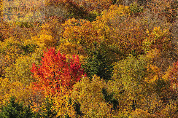 Vereinigte Staaten von Amerika USA Ostküste Amerika Baum Natur Herbst Nordamerika Neuengland New Hampshire