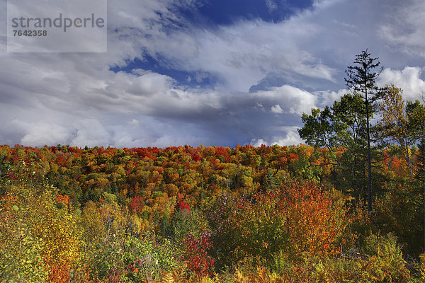 Vereinigte Staaten von Amerika USA Farbaufnahme Farbe Amerika gelb Landschaft grün Natur Herbst rot Neuengland Außenaufnahme Jahreszeit Laub New Hampshire Wetter