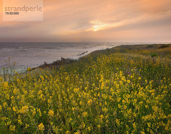 Vereinigte Staaten von Amerika  USA  Wasser  Amerika  Sommer  Sonnenuntergang  gelb  Ozean  Küste  Wildblume  Big Sur  Kalifornien  Jahreszeit