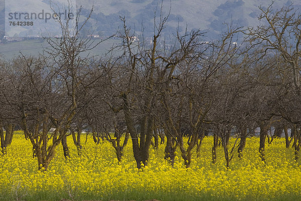 Vereinigte Staaten von Amerika  USA  Amerika  Baum  Feld  Wiese  Apfel  Gras  Big Sur  Kalifornien