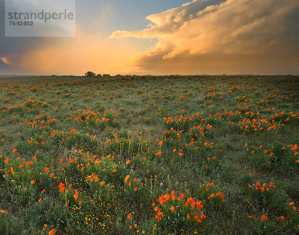 Vereinigte Staaten von Amerika  USA  Amerika  Botanik  Landschaft  Pflanze  Wildblume  Antelope Valley  Kalifornien  Lancaster