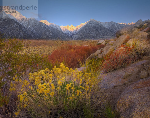 Vereinigte Staaten von Amerika  USA  Berg  Amerika  Botanik  Landschaft  Natur  Alabama Hills  Kalifornien