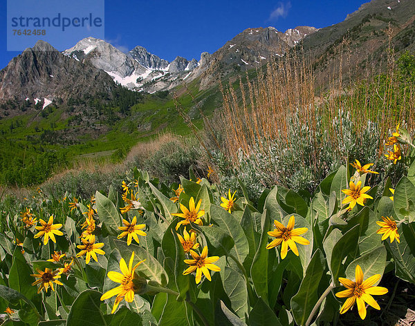 Vereinigte Staaten von Amerika  USA  Amerika  Sommer  Wildblume  Berggipfel  Gipfel  Spitze  Spitzen  Kalifornien  Schlucht  Jahreszeit