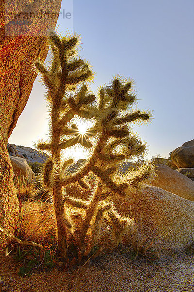 Vereinigte Staaten von Amerika  USA  Nationalpark  Joshua Tree  Yucca brevifolia  Amerika  Baum  niemand  Wüste  Wildblume  Kaktus  Kalifornien  Jahreszeit