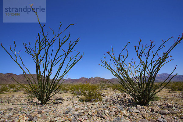 Vereinigte Staaten von Amerika  USA  Nationalpark  Joshua Tree  Yucca brevifolia  Amerika  niemand  Wüste  blühen  Kaktus  Kalifornien