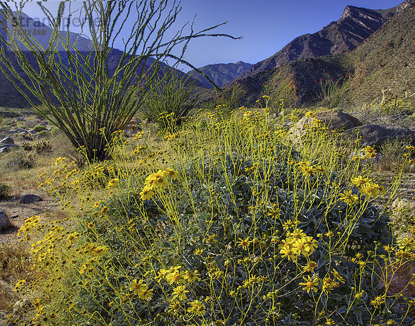 Vereinigte Staaten von Amerika  USA  State Park  Provincial Park  Amerika  Blume  Wüste  blühen  Wildblume  Kalifornien