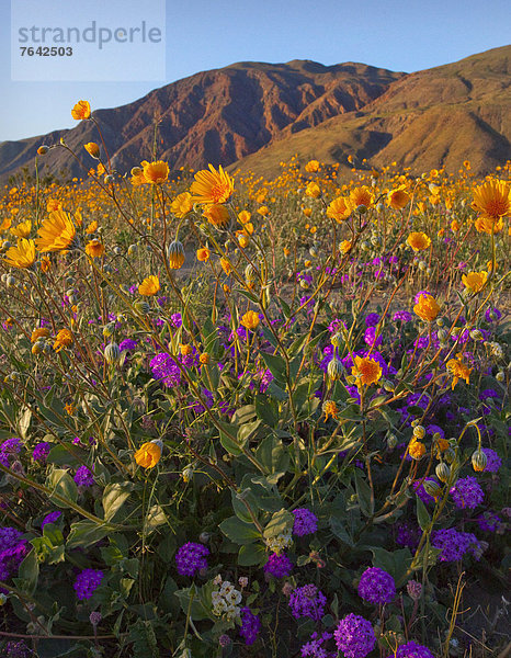 Vereinigte Staaten von Amerika  USA  State Park  Provincial Park  Amerika  Blume  Wüste  blühen  Wildblume  Kalifornien