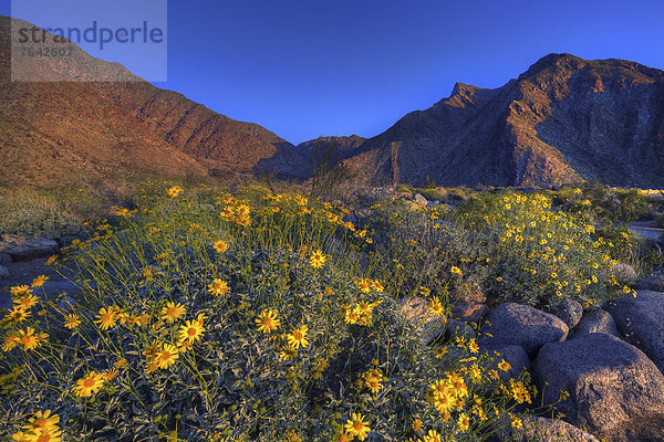 Vereinigte Staaten von Amerika  USA  State Park  Provincial Park  Amerika  Wüste  blühen  Wildblume  Kalifornien