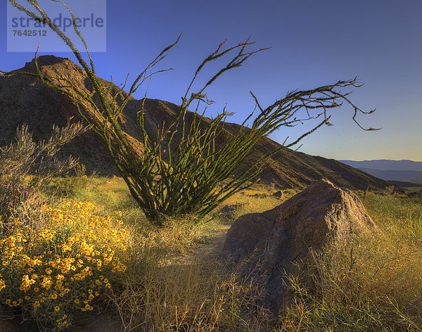 Vereinigte Staaten von Amerika  USA  State Park  Provincial Park  Amerika  Wüste  blühen  Wildblume  Kalifornien