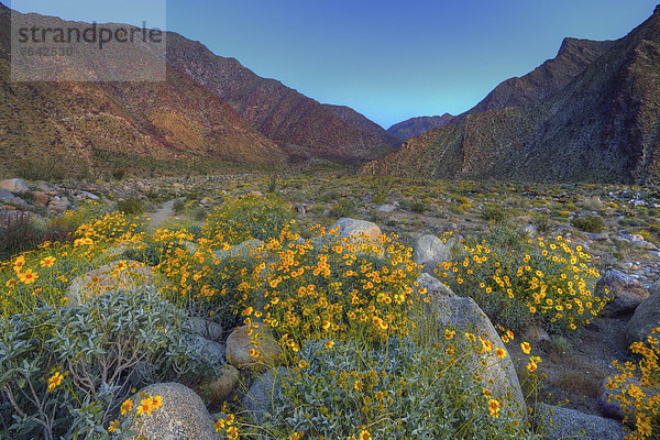 Vereinigte Staaten von Amerika  USA  State Park  Provincial Park  Amerika  Wüste  blühen  Wildblume  Kalifornien