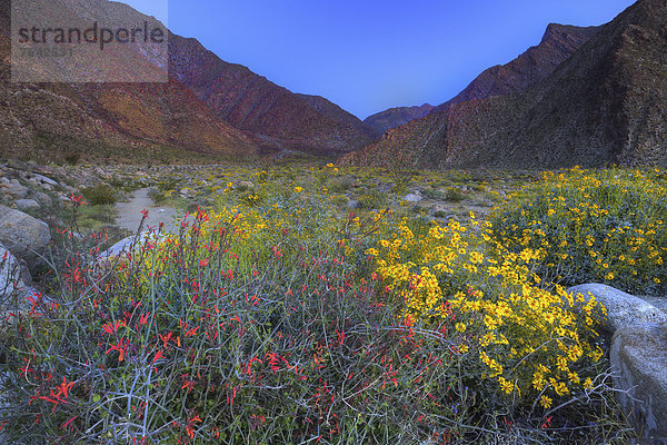 Vereinigte Staaten von Amerika  USA  State Park  Provincial Park  Amerika  Wüste  blühen  Wildblume  Kalifornien