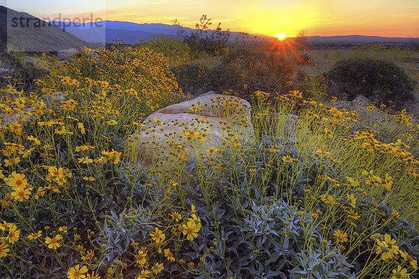 Vereinigte Staaten von Amerika  USA  State Park  Provincial Park  Amerika  Blume  Sonnenuntergang  Wüste  blühen  Wildblume  Sonnenstrahl  Kalifornien