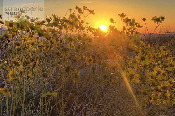 Vereinigte Staaten von Amerika  USA  State Park  Provincial Park  Amerika  Sonnenuntergang  Wüste  blühen  Wildblume  Sonnenstrahl  Kalifornien