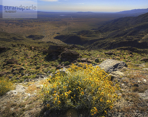 Vereinigte Staaten von Amerika  USA  State Park  Provincial Park  Amerika  Blume  Wüste  Blüte  blühen  Wildblume  Kalifornien