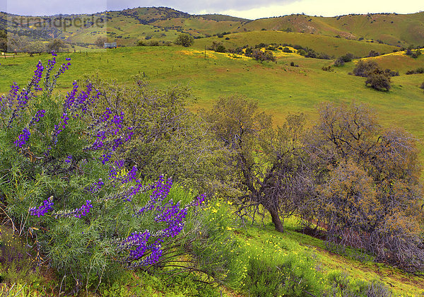 Vereinigte Staaten von Amerika  USA  Amerika  Baum  Landschaft  Hügel  Wildblume  Jahreszeit  Kalifornien  National Monument