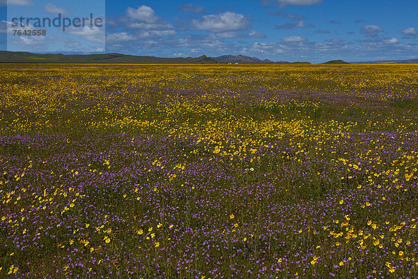 Vereinigte Staaten von Amerika  USA  Amerika  Blume  Landschaft  Blüte  blühen  Wildblume  Jahreszeit  Kalifornien  National Monument