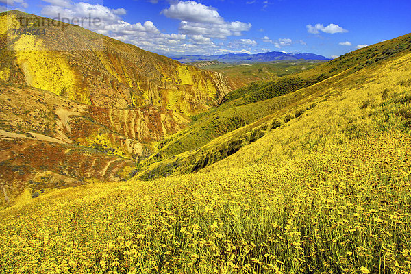Vereinigte Staaten von Amerika  USA  Amerika  Landschaft  Wildblume  Jahreszeit  Kalifornien  National Monument