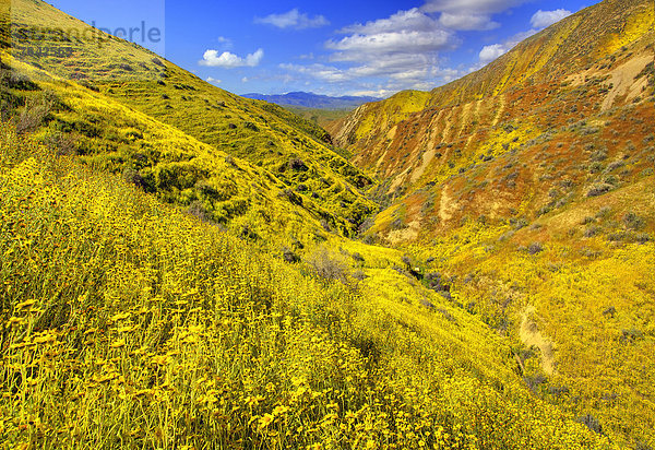 Vereinigte Staaten von Amerika  USA  Amerika  Landschaft  Hügel  Wildblume  Jahreszeit  Kalifornien  National Monument