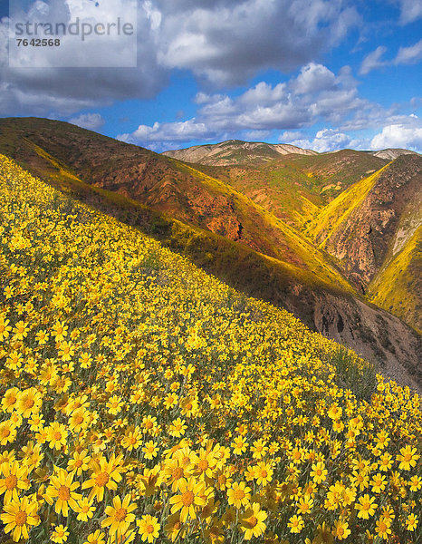 Vereinigte Staaten von Amerika  USA  Amerika  Blume  Landschaft  blühen  Wildblume  Jahreszeit  Kalifornien  National Monument