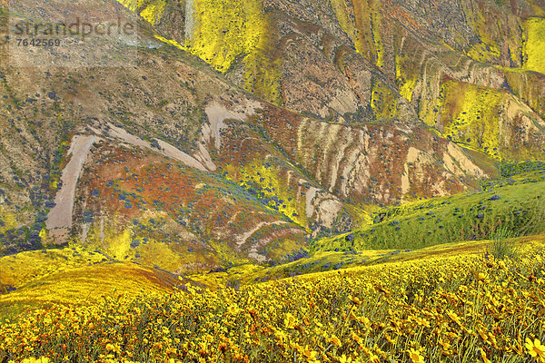 Vereinigte Staaten von Amerika  USA  Amerika  Blume  gelb  Landschaft  blühen  Wildblume  Jahreszeit  Kalifornien  National Monument