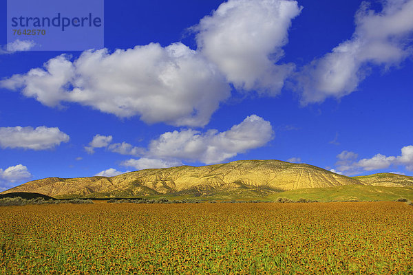 Vereinigte Staaten von Amerika  USA  Amerika  Himmel  Landschaft  blühen  Wildblume  Jahreszeit  Kalifornien  National Monument