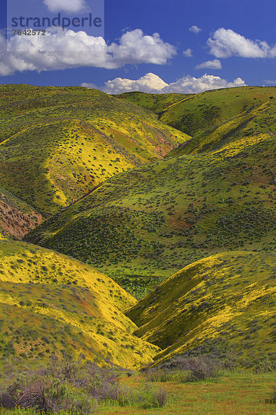 Vereinigte Staaten von Amerika  USA  Amerika  Landschaft  Hügel  blühen  Wildblume  Jahreszeit  Kalifornien  National Monument