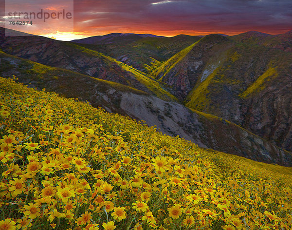 Vereinigte Staaten von Amerika  USA  Amerika  Sonnenuntergang  Landschaft  Hügel  Wildblume  Jahreszeit  Kalifornien  National Monument