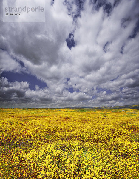 Vereinigte Staaten von Amerika  USA  Amerika  Wolke  Blume  Landschaft  blühen  Wildblume  Jahreszeit  Kalifornien  National Monument