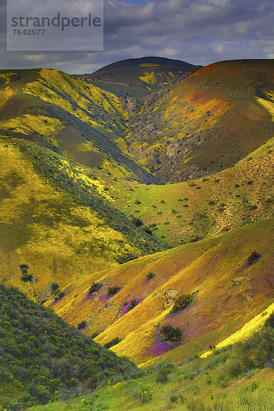 Vereinigte Staaten von Amerika  USA  Amerika  Blume  Landschaft  Tal  blühen  Wildblume  Jahreszeit  Kalifornien  National Monument