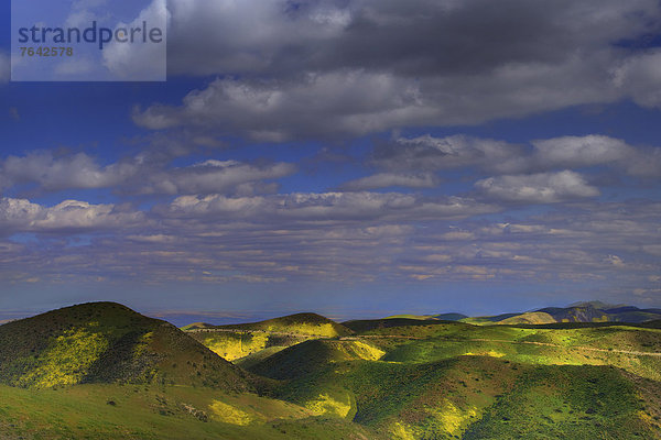 Vereinigte Staaten von Amerika  USA  Amerika  Landschaft  Hügel  Wildblume  Jahreszeit  Kalifornien  National Monument