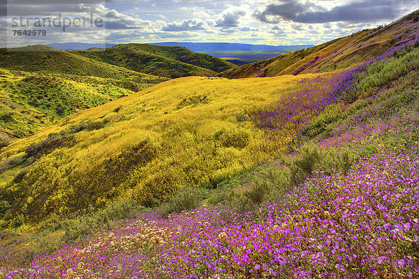 Vereinigte Staaten von Amerika  USA  Amerika  Blume  Landschaft  blühen  Wildblume  Jahreszeit  Kalifornien  National Monument