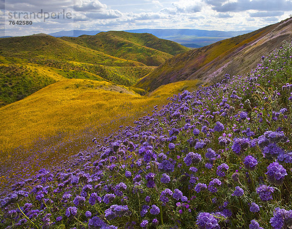 Vereinigte Staaten von Amerika  USA  Amerika  Blume  Landschaft  Hügel  Wildblume  Jahreszeit  Kalifornien  National Monument