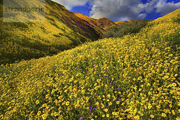 Vereinigte Staaten von Amerika  USA  Amerika  Blume  Landschaft  blühen  Wildblume  Jahreszeit  Kalifornien  National Monument