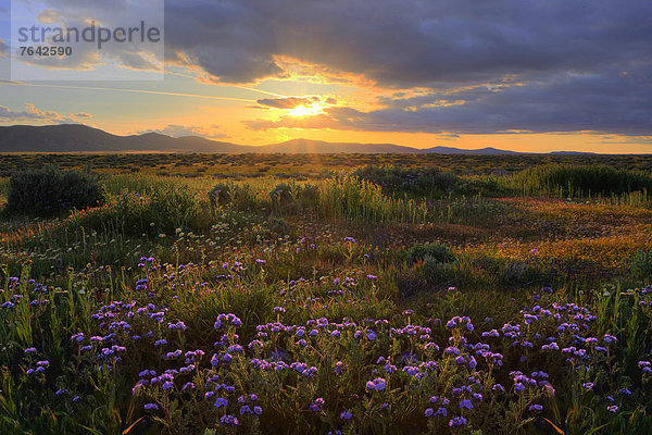Vereinigte Staaten von Amerika  USA  Amerika  Blume  Landschaft  blühen  Wildblume  Jahreszeit  Kalifornien  National Monument